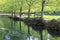 Almond trees reflected on the river