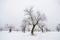 Almond trees in winter