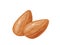 Almond. Two whole almonds nuts without shell.
