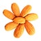 Almonds badam closeup image photo on white background