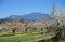 Almonds below Mount Ventoux