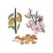 Almonds blossoms and fruits on branch vector sketch