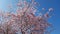 Almonds blossum tree with a blue sky