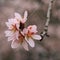 Almonds flower. Spring tenderness.