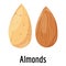 Almonds icon, cartoon style