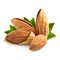 Almonds kernel with leaves