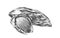 almonds nut Hand drawing sketch engraving illustration style