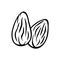 Almonds nuts isolated vector icon. Two almond nuts hand drawn illustration.