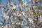 Almonds Orchard, white flowers