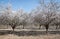 Almonds Orchard, white flowers