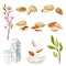 Almonds Plant and Nuts in Shell Vector Set