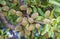 Almonds ripening on the tree