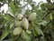 Almonds thrive in Morocco High Atlas, are more than a crop they are a source of pride and tradition