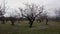 Almonds tree from Albaida & x28;Valencia& x29;& x28;Spain& x29;