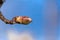 Almonds tree flowers macro spring background