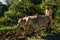 Almora,Uttarakhand, India- October 15 2021 - Indian Farmer Ploughing rice fields with a pair of oxes using traditional plough at