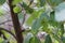 Alnus Rhombifolia Leaf - Santa Monica Mtns - 121522