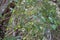 Alnus Rhombifolia Leaf - Santa Monica Mtns - 121522