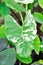 Alocasia, Alocasia macrorrhizos or Alocasia plant or tricolor alocasia