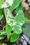 Alocasia, Alocasia macrorrhizos or Alocasia plant or tricolor alocasia