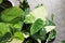 Alocasia, Alocasia macrorrhizos or Alocasia plant or tricolor alocasia or white and green leaf