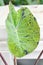 Alocasia, Alocasia mohito or Mojito Alocasia or tricolor alocasia or black and green leaf