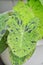 Alocasia, Alocasia mohito or Mojito Alocasia or tricolor alocasia or black and green leaf