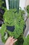 Alocasia, Alocasia mohito or Mojito Alocasia or tricolor alocasia or black and green leaf or touch plant