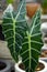 Alocasia Amazon