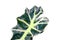 Alocasia x amazonica (Amazonian Elephant Ear) is a robust rhizomatous evergreen perennial with dark green color
