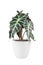 Alocasia Amazonica Bull  with white background