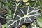 Alocasia amazonica, Elephant`s ear,