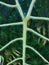 Alocasia Amazonica leaf close up