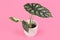 `Alocasia Baginda Dragon Scale` houseplant in flower pot on pink background