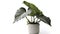 Alocasia Baginda Silver Dragon planted in a pot, Modern ornamental plants used for decoration, isolated on whit