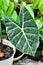 alocasia black, alocasia black satun or Araceae plant and dew drop