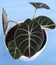 alocasia black velvet on a blue background