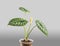 Alocasia blooming with a tiny white flower