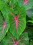 Alocasia Caladium Gingerland Carolyn Whorton Moonlight, Caladium White Freida Hemple are ornamental plants known as angel wings