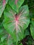 Alocasia Caladium Gingerland Carolyn Whorton Moonlight, Caladium White Freida Hemple are ornamental plants known as angel wings