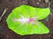 Alocasia Caladium Gingerland Carolyn Whorton Moonlight, Caladium White Freida Hemple are ornamental plants known as angel wings