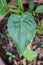 Alocasia cucullata leaf
