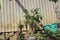 Alocasia cucullata in a used bucket in the garden. House Plant stock photo