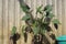 Alocasia cucullata in a used bucket in the garden. House Plant stock photo