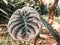 Alocasia Cuprea Leaf