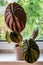 Alocasia Cuprea Red Secret on a windowsill.