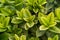Alocasia dragon scale fresh green leaves
