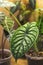 Alocasia Dragon Scale leaf house plants indoor