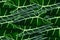 Alocasia frydek leaf background