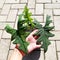 Alocasia Jacklyn looks lush with three very fresh leaves